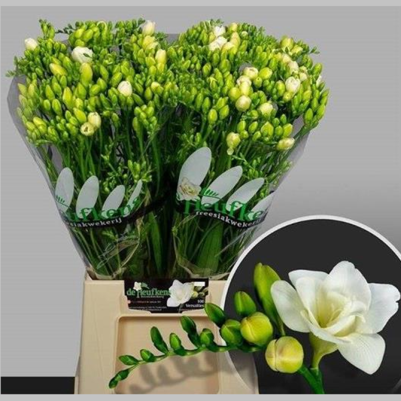 Frezii Albe, 50 cm, Pachet (50 buc.) 